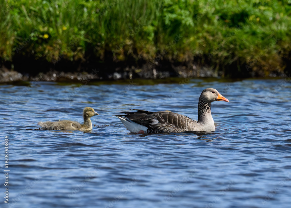 Fototapeta premium Graylag Goose with Gosling Swimming in Freshwater Pond
