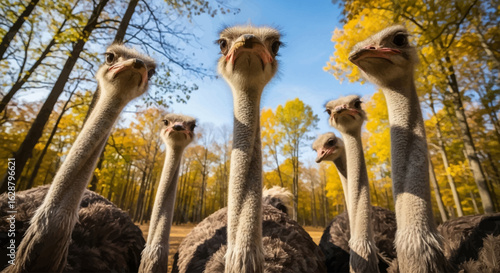 group of funny ostrich close up 