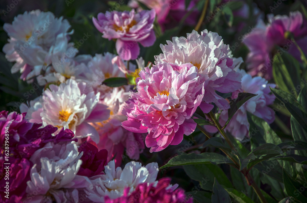 Obraz premium Pink peonies close-up blooming in botanical garden.