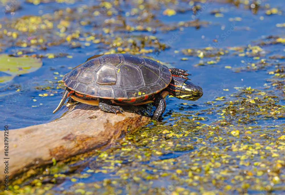 Obraz premium Painted Turtle Sitting On Log