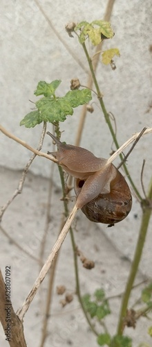 a lot of ants
Ślimak wspinający się po łodydze