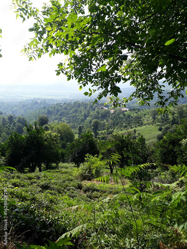 Fototapeta premium forest in the morning
