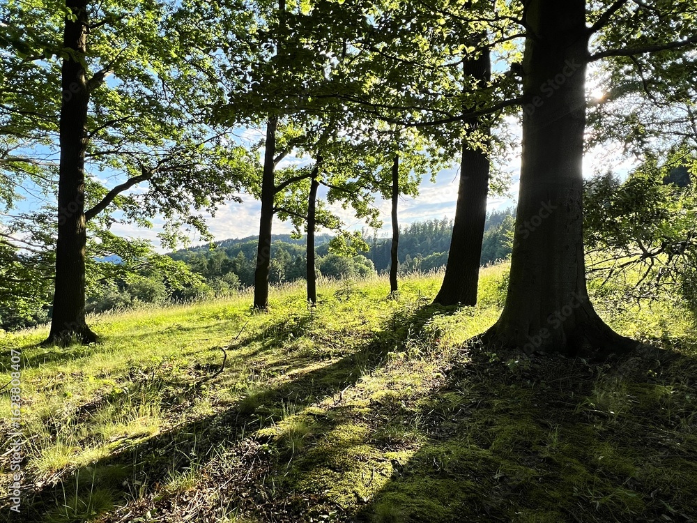 Fototapeta premium trees in the spring sun