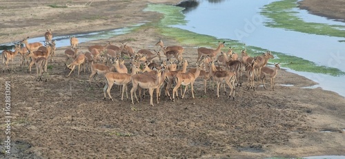 herd of deer