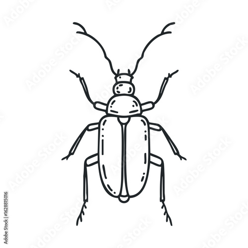 Detailed illustration of a beetle showing body structure and features