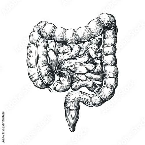 Anatomical diagram of the human digestive system