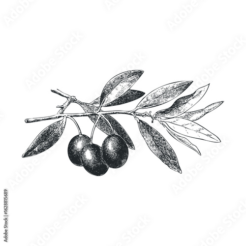 Olive branch with ripe olives and green leaves for culinary design