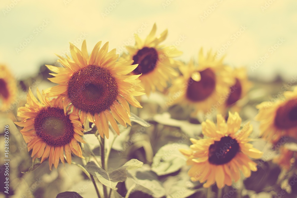 Obraz premium Sunflowers in a Summer Field