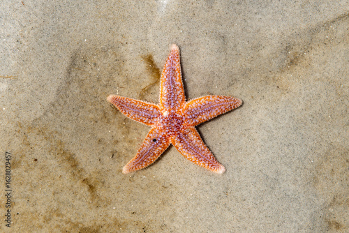 Ein kleiner am Strand bzw. im Watt der Nordsee auf der Insel Föhr angespülter Seestern droht langsam auszutrocknen