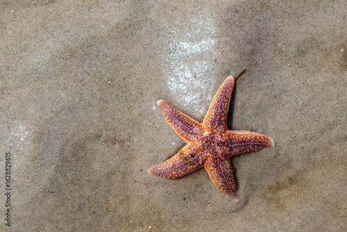 Ein kleiner am Strand bzw. im Watt der Nordsee auf der Insel Föhr angespülter Seestern droht langsam auszutrocknen