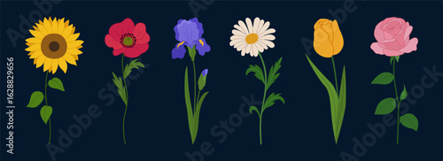 Set of spring summer flowers. Blossoming sunflower, poppy, iris, tulip, rose, chamomile. Hand drawn vector illustration isolated on black background, modern flat cartoon style.