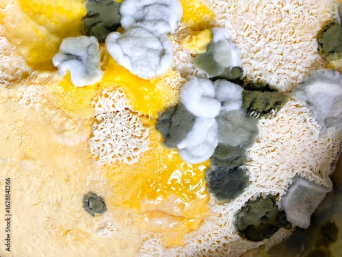 Mold fungi of different shapes and sizes