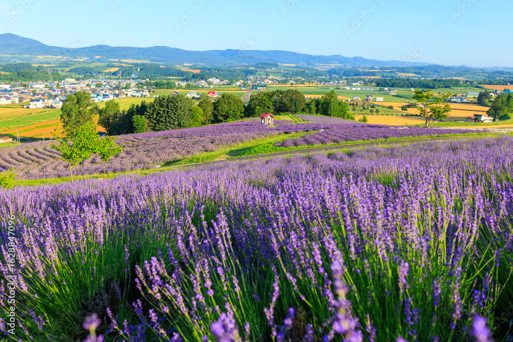 Naklejka premium 日の出公園のラベンダー