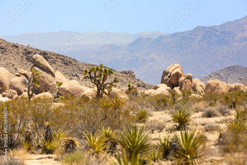 Joshua Tree National Park Landascape
