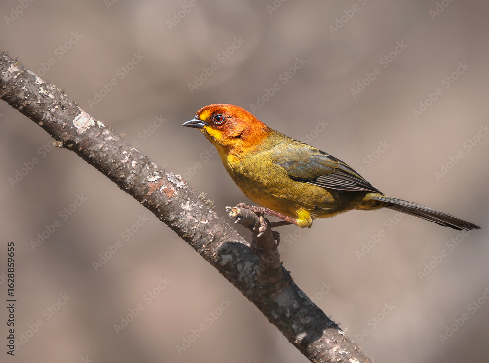 Fototapeta premium cerquero cabeza amarilla ave
