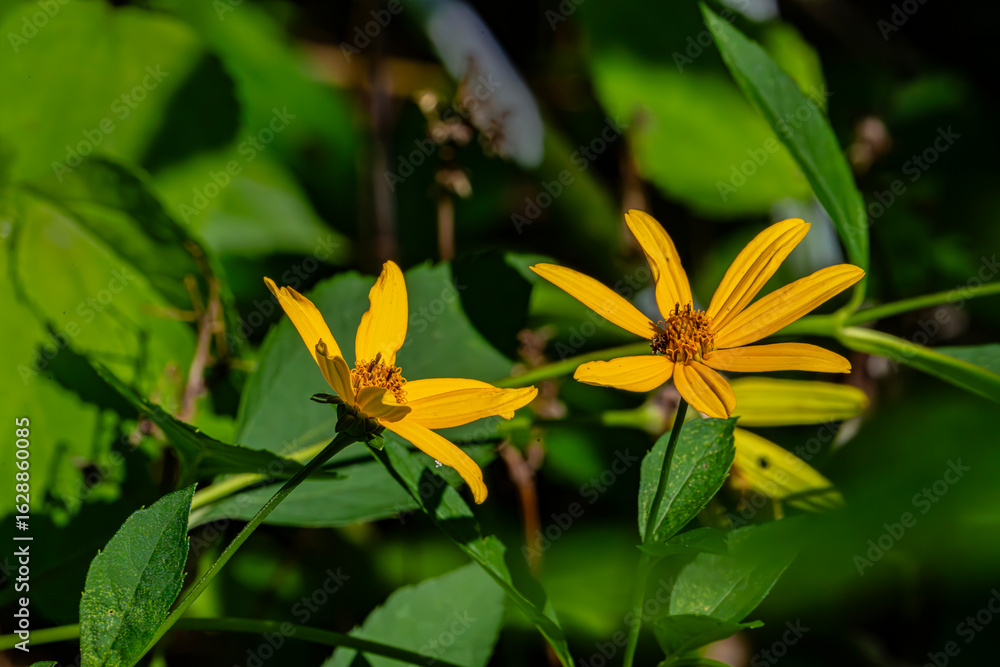 Obraz premium Two yellow flowers