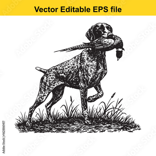 German Shorthaired Pointer Vintage Black & White Hunting Dog Illustration with Pheasant – Standing, Jumping, and Hunting Pose