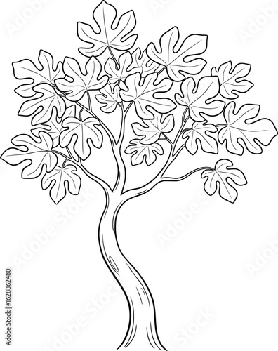 Fruitless fig tree with curved trunk and wide leaves with hand-drawn style