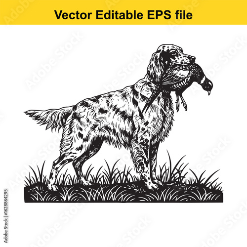 English Setter Vintage Black & White Hunting Dog Illustration with Pheasant – Standing, Jumping, and Hunting Pose