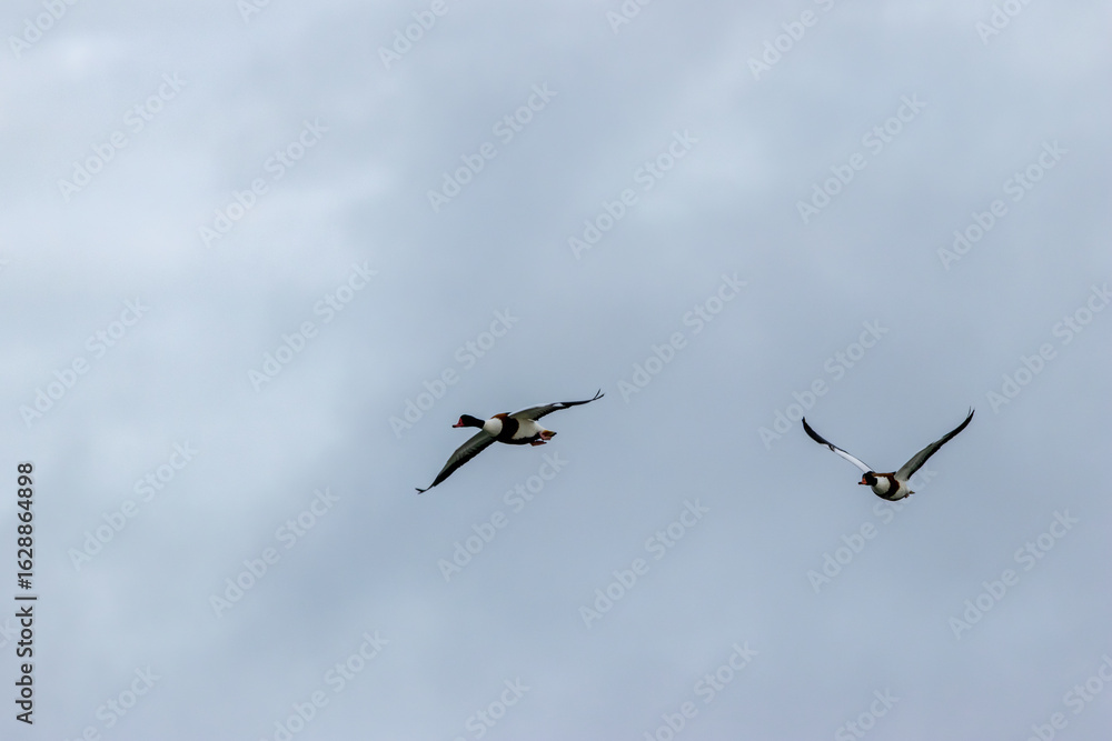 Fototapeta premium Common Shelduck (Tadorna tadorna) – Dublin Bay estuaries