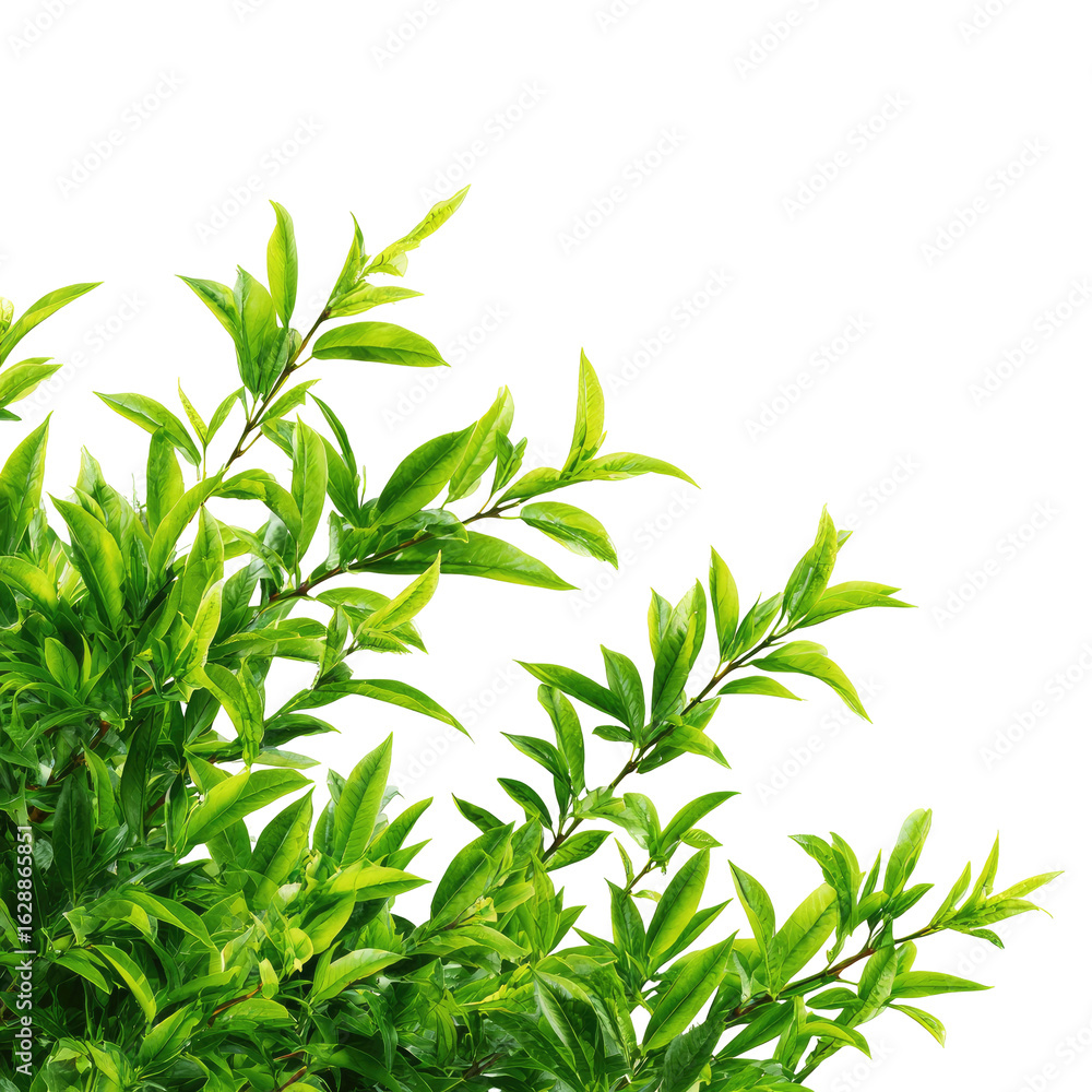Fototapeta premium Lush green leaves in a corner