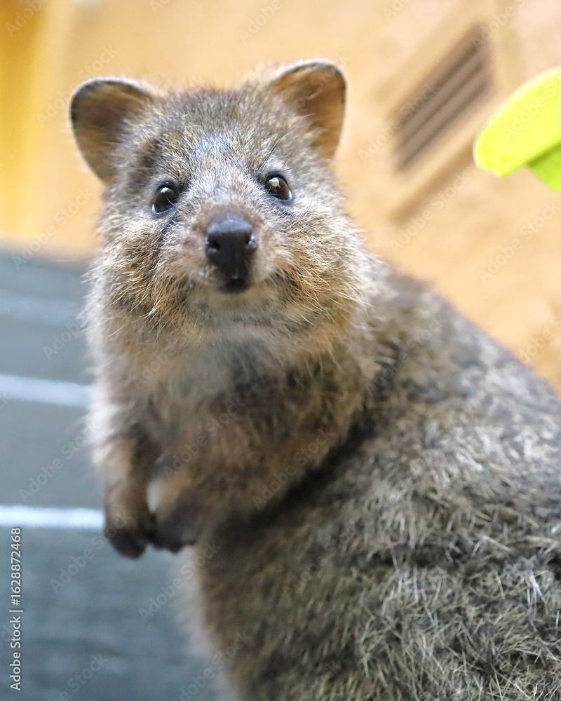 Obraz premium quokka climbing stairs