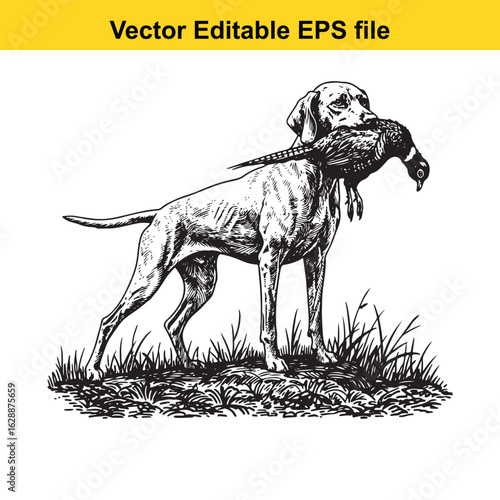 Vizsla Vintage Black & White Hunting Dog Illustration with Pheasant – Standing, Jumping, and Hunting Pose