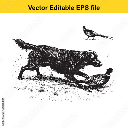 Curly-Coated Retriever Vintage Black & White Hunting Dog Illustration with Pheasant – Standing, Jumping, and Hunting Pose