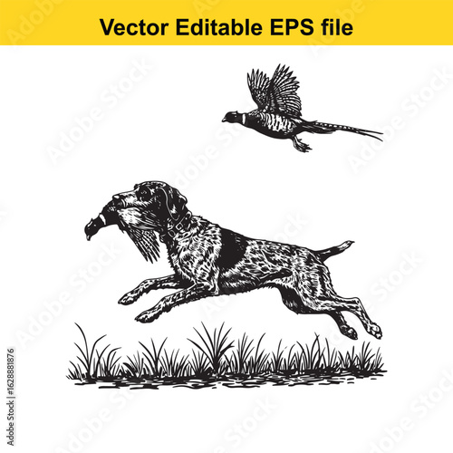 German Wirehaired Pointer Vintage Black & White Hunting Dog Illustration with Pheasant – Standing, Jumping, and Hunting Pose