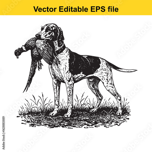 Plott Hound Vintage Black & White Hunting Dog Illustration with Pheasant – Standing, Jumping, and Hunting Pose