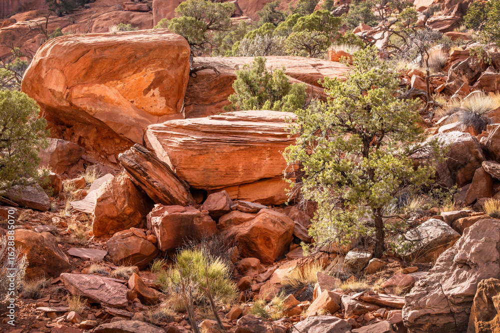 Obraz premium Exploring the Vibrant Rock Formations and Diverse Flora of Capitol Reef National Park in Utah's Breathtaking Desert Landscapes