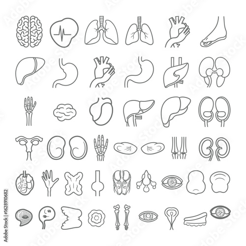 Collection of hand drawn medical illustrations of human organs and body parts in a grid layout