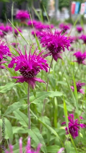 Dolly-out shot of oswego tea flowers