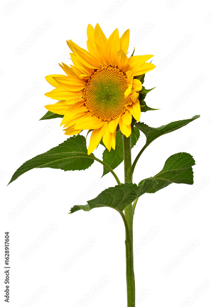 Obraz premium Sunflower isolated on white background. Sun symbol. Flowers yellow, agriculture. Seeds and oil. Flat lay, top view. Bio. Eco. Creative