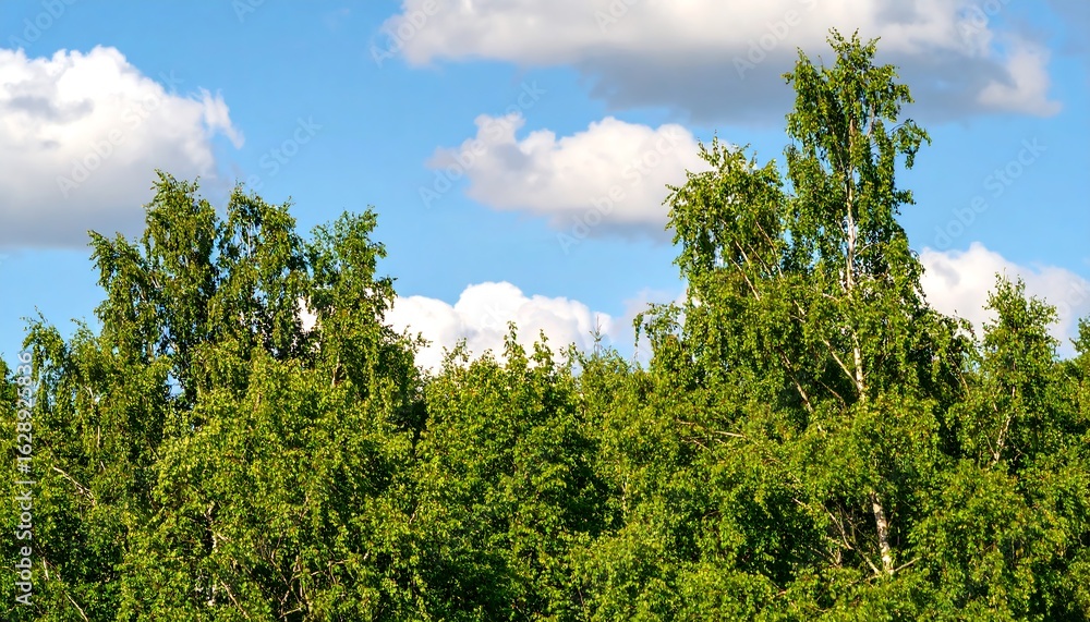 Obraz premium Lush forest canopy under a partly cloudy sky