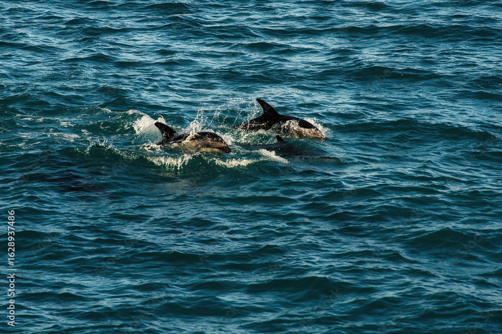 Fototapeta premium Dolphins in Kaikoura, NZ, highlight marine life and conservation efforts