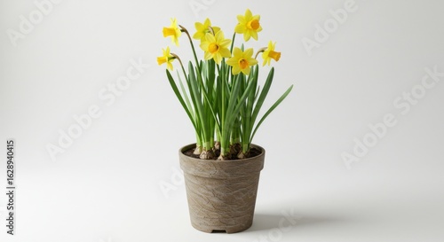 Wallpaper Mural Yellow Daffodils in Pot Torontodigital.ca