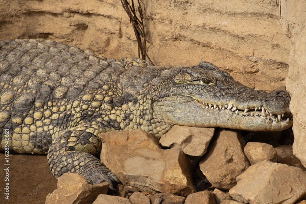 Fototapeta premium Close-up portrait of a large crocodile resting on rocks in a zoo enclosure