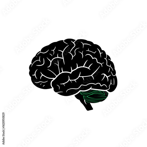 Detailed anatomical illustration of a human brain, highlighting the cerebellum in green.