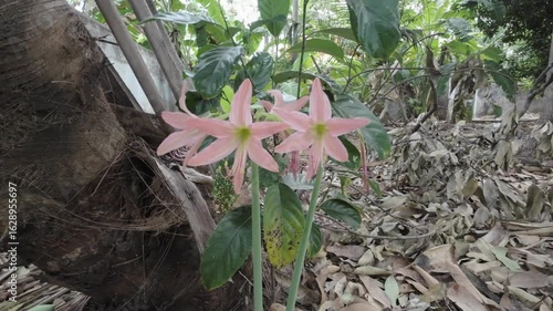 Blooming Light Pink Amaryllis Belladonna Flowers in a Garden