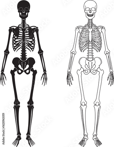 Two human skeletons standing side by side in black and white