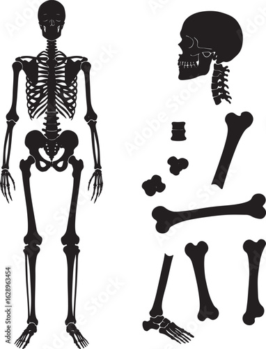 Anatomy of the human skeleton displayed in full figure and disassembled bone parts