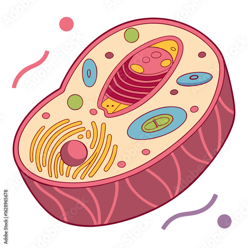Cross Section of a Colorful Cell Illustration