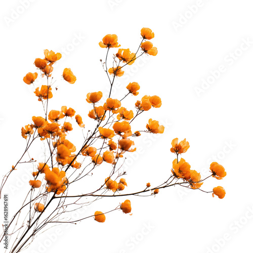 Cluster of orange flowers