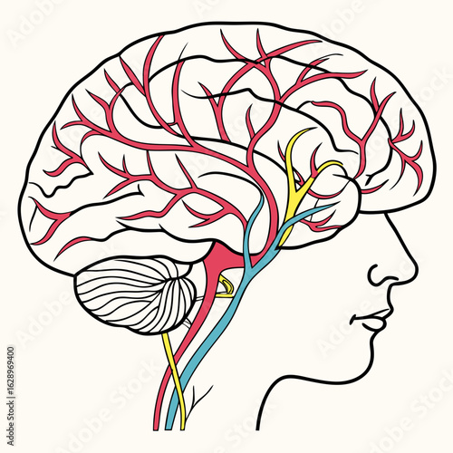 Detailed Illustration of Human Brain Anatomy with Blood Vessels