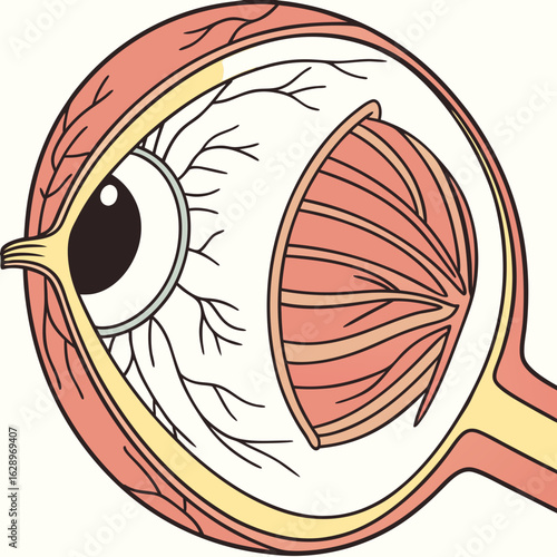 Detailed Illustration of Human Eye Anatomy