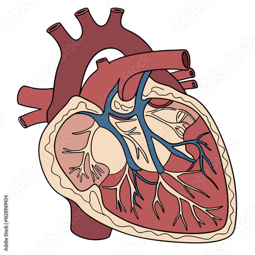 Detailed Illustration of Human Heart Anatomy