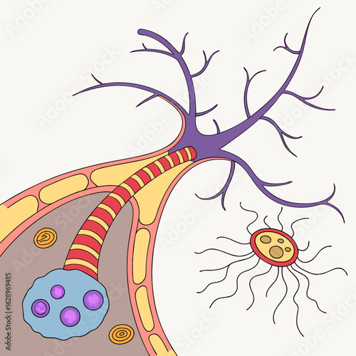 Detailed Illustration of Neuron Anatomy with Myelin Sheath and Synapse