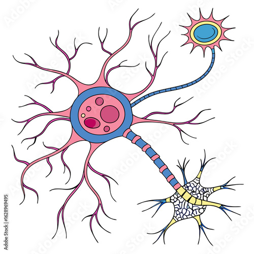 Detailed Illustration of Neuron Cell Structure and Synapse