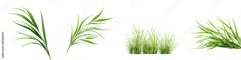 Fototapeta premium Green Grass Variety: Natural Textures for Landscaping and Design